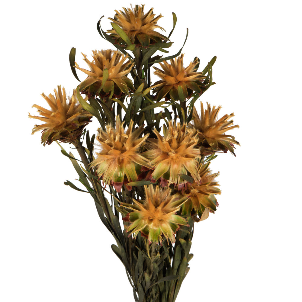 Plumosum Stems, Gold