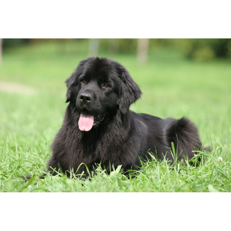 Newfoundland On Grass - Wrapped Canvas Print, 30cm H x 46cm W x 3.8cm D