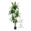 67 po DRACAena PLANT