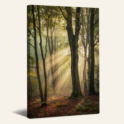 Rayons de soleil dorés à travers les grands arbres de la forêt, tableau sur toile