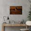 Lion In Golden Dramatic Contemporary Cat Lion Nature Sunrise Wall Art Print 1 Piece Wrapped Canvas Wall Art-1043349181