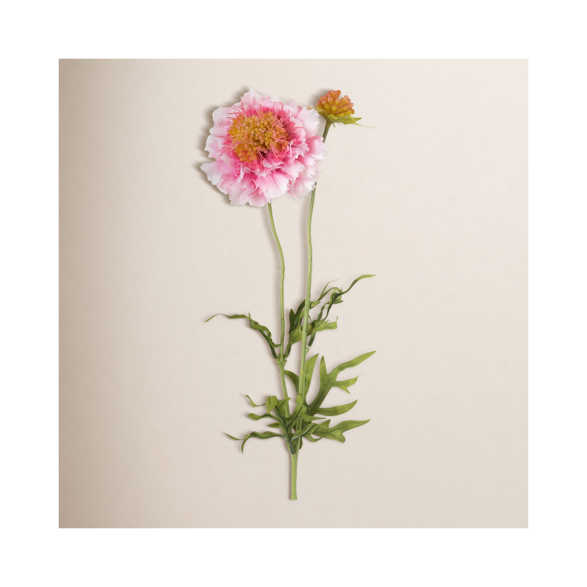 Vibrant Bloom Scabiosa Sprays, Pink