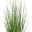 24" Green Lemongrass Potted-2136364899