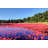 Cranberry Bog by Denistangneyjr