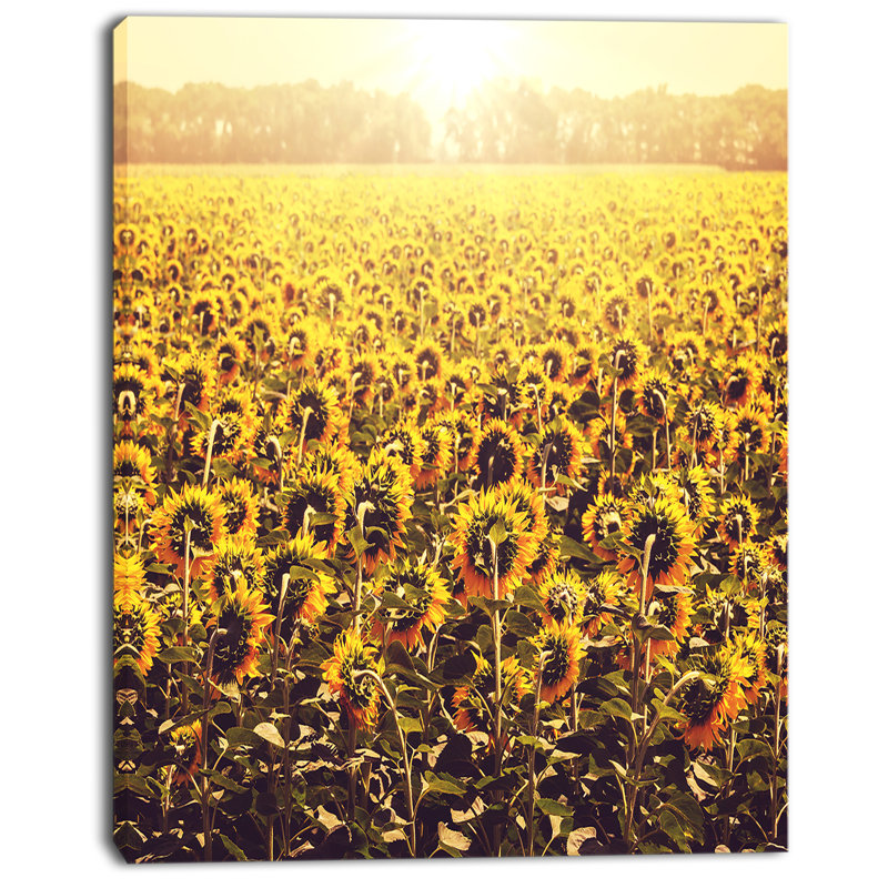 Blooming Sunflowers at Sunset - reproduction de photo sur toile tendue, H 20 po x l 12 po x P 1po