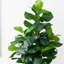 6 pi Arbre à violon artificiel
