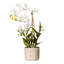 Orchidée artificielle 19 po Deluxe-1772051680