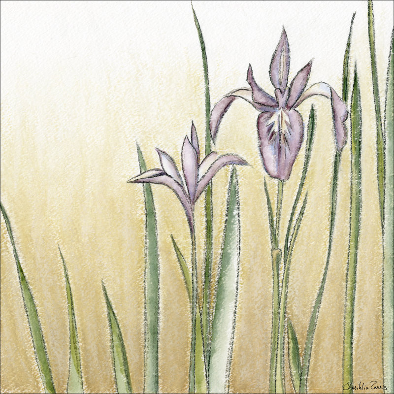 Sunset Garden I by Chariklia Zarris - Wrapped Canvas Print, 30cm H x 30cm W x 3.8cm D