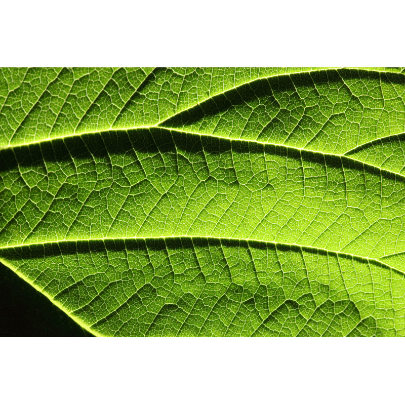 Feuille verte par Savushkin, H 32 po x l 48 po