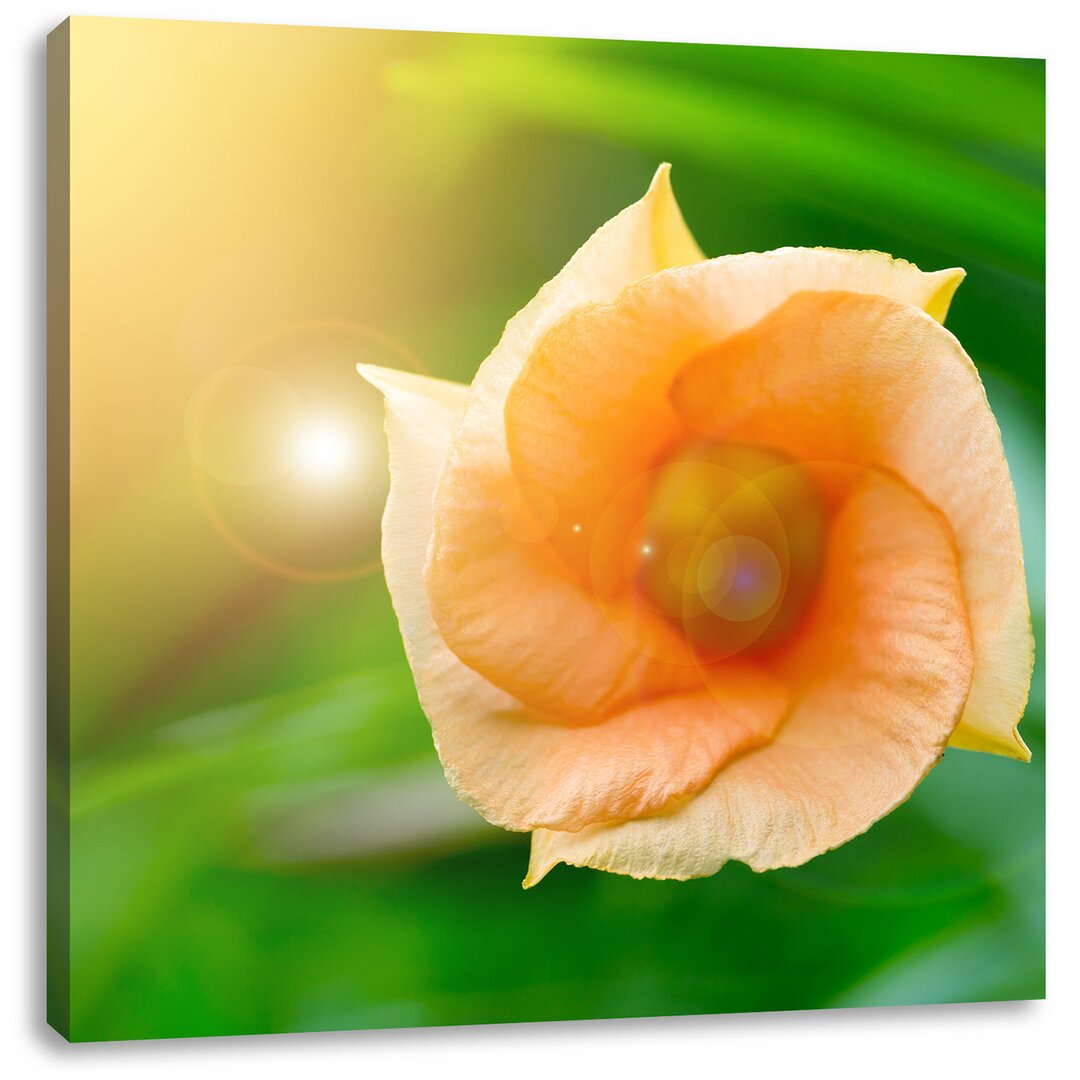 Leinwandbild Orange Blume im Sonnenlicht