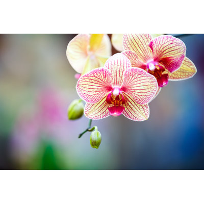 Striped Pink And Yellow Orchid by Borchee - Wrapped Canvas Print