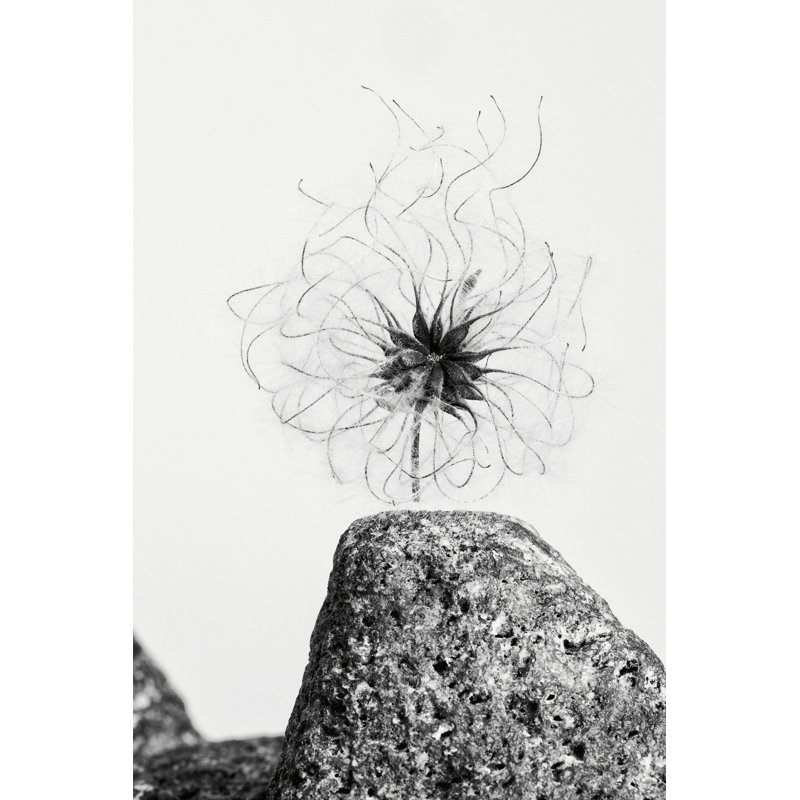 " Electrifying " by Aledanda, 36" H x 24" W, Silver Floater Framed Canvas, No