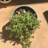 Bamboo Blooms 7" Orbital Bamboo Planter Olfe-7257829