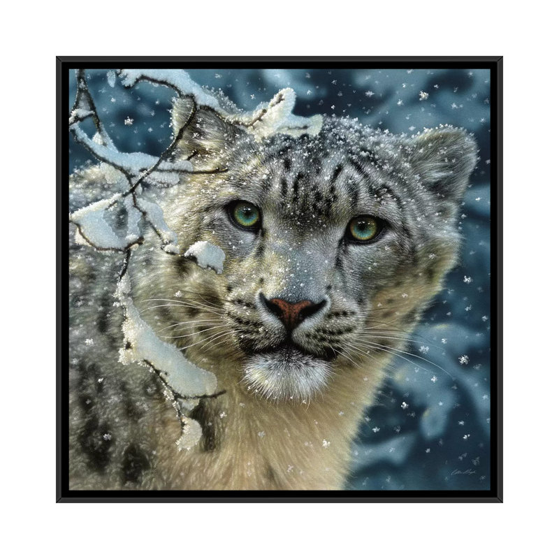" Snow Leopard, Square " by Collin Bogle, 18" H x 18" W x 1.5" D, Black Framed Canvas, No Mat