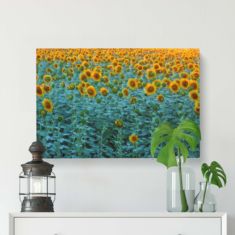 Sunflowers Soon To Bloom - Wrapped Canvas, 35cm H x 50cm W x 3cm D
