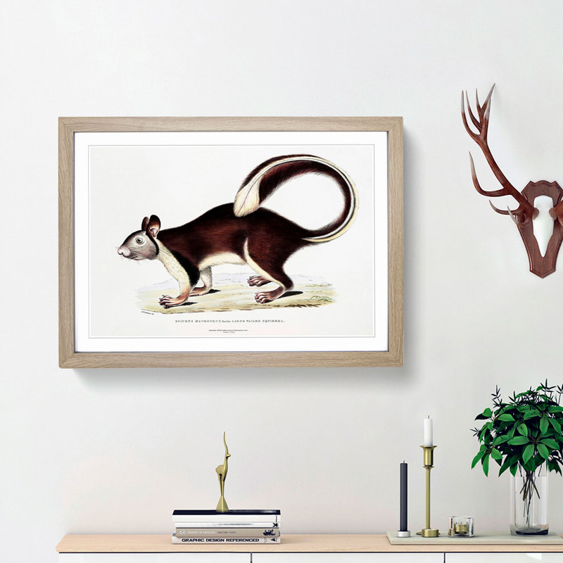Large-Tailed Squirrel Illustration by John Edward Gray - Picture Frame Painting Print, 48cm H x 65cm W x 2cm D, Oak Framed