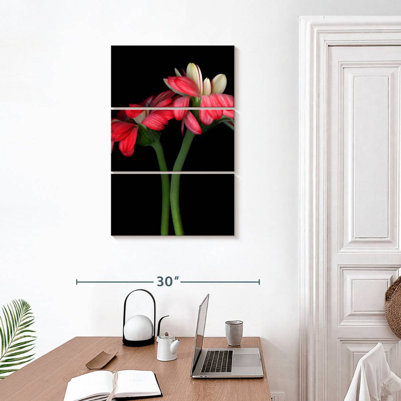 Harnek Gerbera II, H 32 po x l 20 po