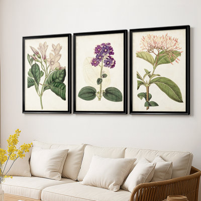 Antique Antique Botanical Collection