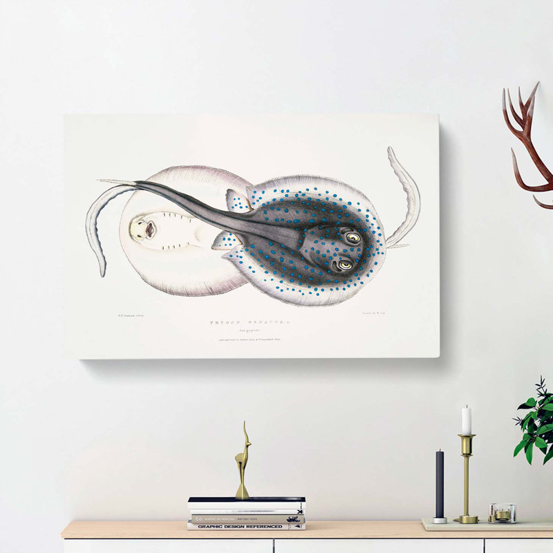 Trygon Stingray Illustration by John Edward Gray - Wrapped Canvas Painting, 35cm H x 50cm W x 3cm D