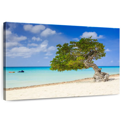 Arbre Aruba Gillard Divi Divi