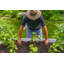 CLASSIC 6x6 Keyhole Composting Garden