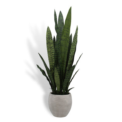 40 po Snake Plant