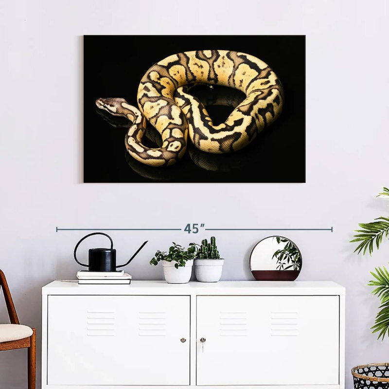 Brampt Female Python Snake, 24" H x 36" W