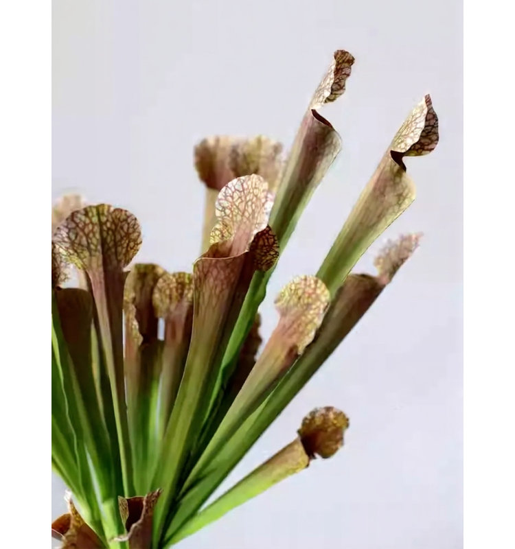 Potence botanique - 17,7 po, [C] 6 Stems
