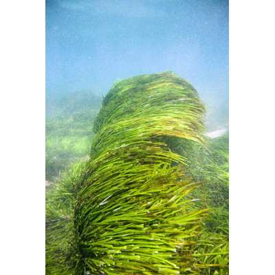 Sea weed moving with the wave Wall Art on Canvas