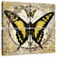 Abeille papillon Brampt II-109112604