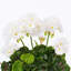 Géranium