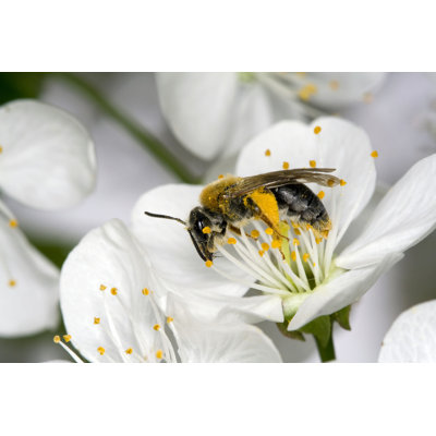 Morawa Bee on Apple Flower 1 Piece Wrapped Canvas Wall Art