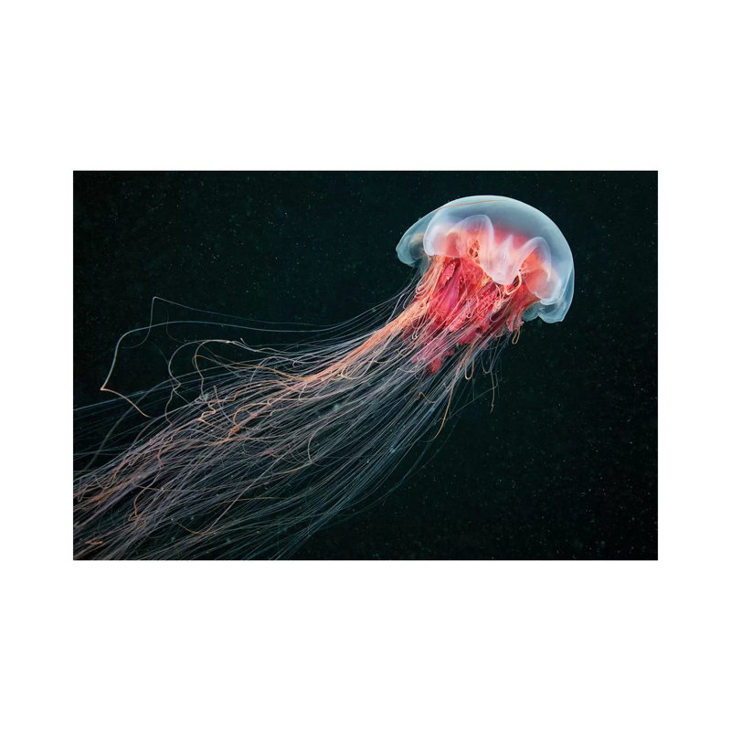 Longtail 1 Piece Wall Art on Canvas, 20.32cm H x 30.48cm W x 1.91cm D, Wrapped Canvas