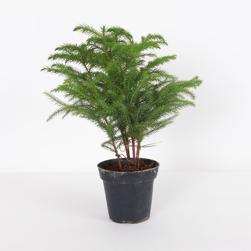 Live Norfolk Island Pine Plant