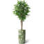 75 plantes-97992058