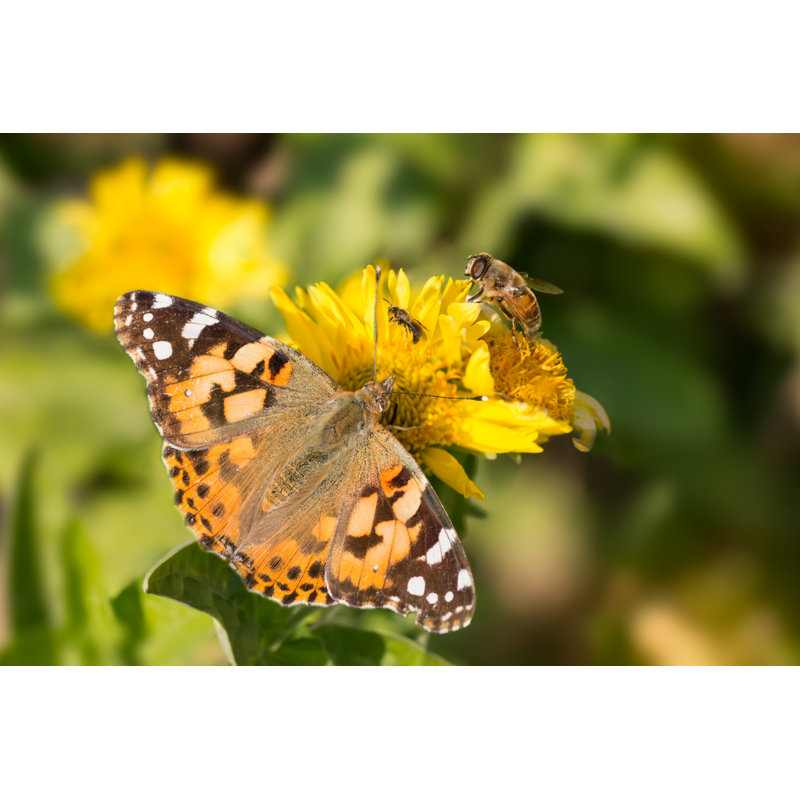 Butterfly On Flowers - Wrapped Canvas Print, 30cm H x 46cm W x 3.8cm D