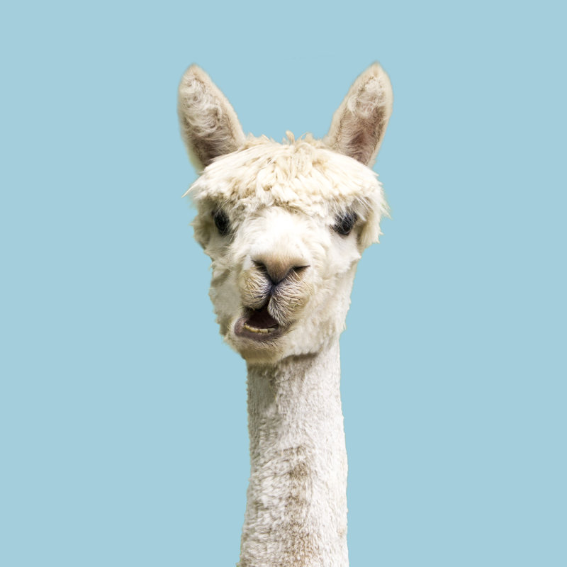 White Alpaca On Blue Background - Wrapped Canvas Print, 122cm H x 122cm W