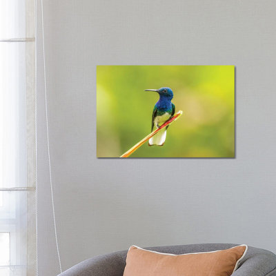 Costa Rica, Sarapiqui River Valley. Male White-Necked Jacobin On Leaf. by Jaynes Gallery - Wrapped Canvas Print