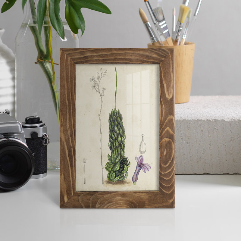 Antique Cactus IV, reproduction encadrée sur papier, H 6 po x l 4 po x P 1 po, Noyer
