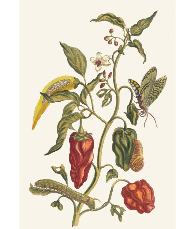 "Poivre D'Jnde" par Maria Sibylla Merian - Art sur toile tendue avec châssis, H 24 po x l 17 po