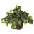 Pothos with Coiled Rope Planter Silk Plant