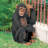 Chauncey the Confused Chimp Garden Monkey Statue