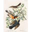 "Lark Manor", Audubon, John James, reproduction d'art sur toile tendue: Mocking-1201802450