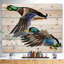 Canard coloré dessiné à la main, œuvre d’art blanche isolée-imprimé Sketch-35111706-35111708