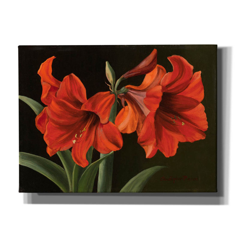 'Amaryllis' by Christopher Pierce, Canvas Wall Art, 40" H x 54" W x 1.5" D