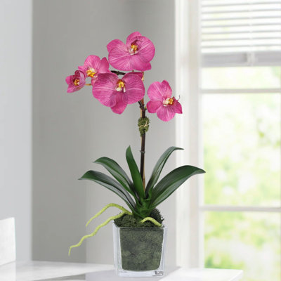 Orchid Arrangement In Square Glass Vase