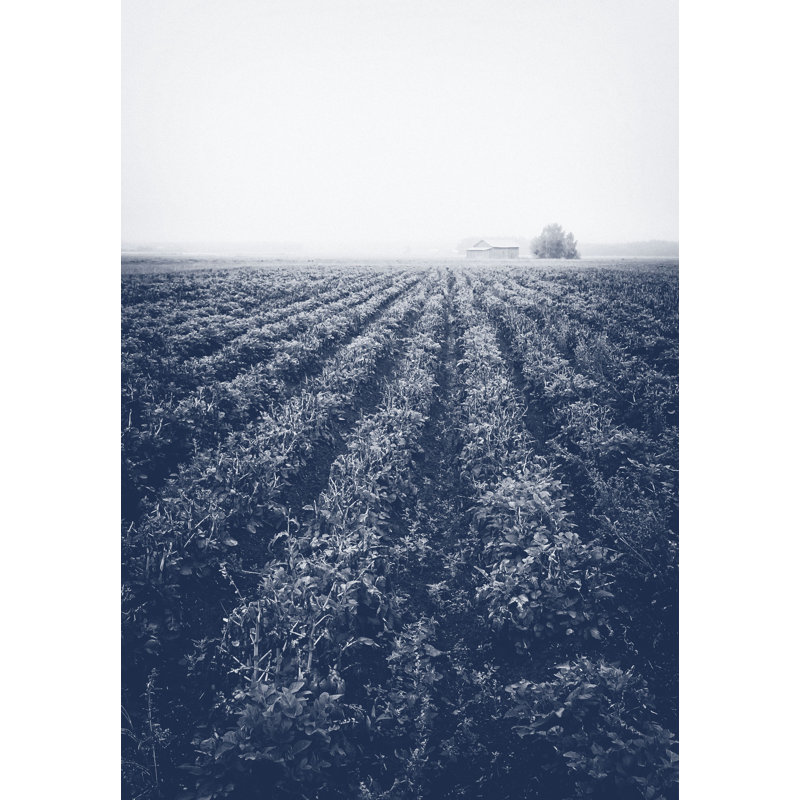 Foggy Farm - Wrapped Canvas Print, 122cm H x 81cm W