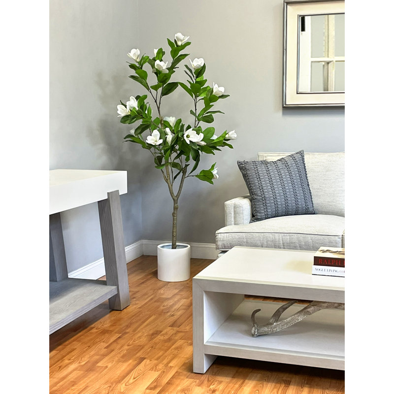 Pot Magnolia Tree et Fiberstone