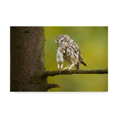 'Little Owl' Photographic Print on Wrapped Canvas