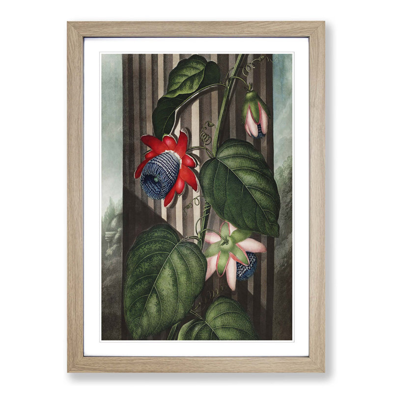 Winged Passion-Flower by R.J. Thornton - Picture Frame Painting Print, Oak Framed, 36cm H x 27cm W x 2cm D